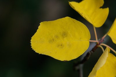 Amelanchier alnifolia - muchovník olšolistý - list podzim